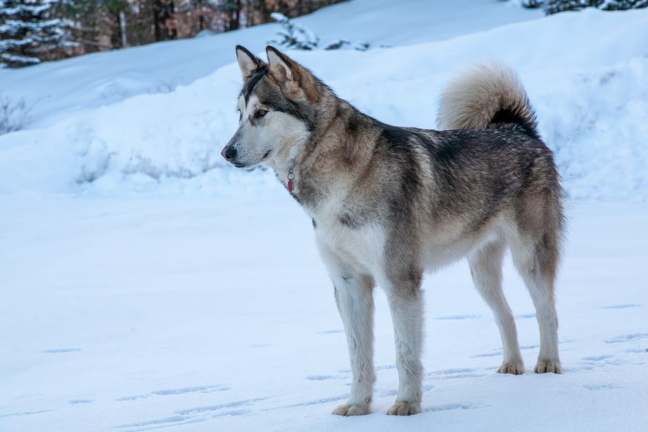 A Siberian Husky dog with a thick, grey, white, and black coat, standing outdoors on snow-covered ground. The dog has piercing blue eyes, erect ears, and a curled tail covered in fluffy fur. In the ba