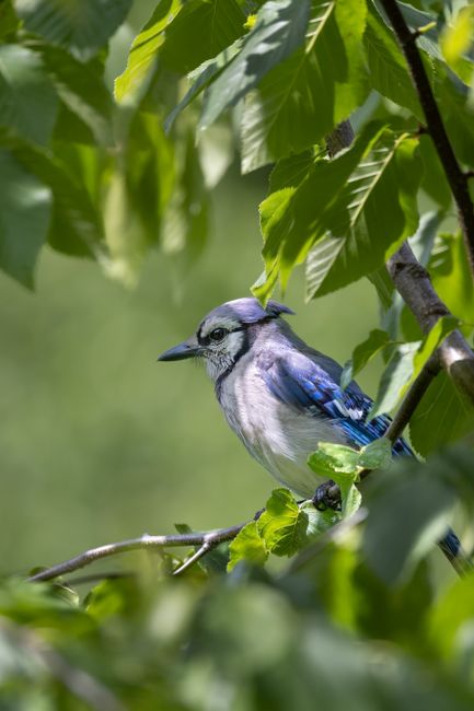 A small blue and white bird perched on a thin tree branch amidst dense green foliage, with large leaves surrounding it. The bird has a distinct blue back and tail, a white face with a dark eye stripe, and a light underbelly. It appears to be in a natural outdoor setting with soft natural lighting filtering through the leaves. The image captures the bird in a calm, resting position, highlighting its detailed feathers and the lush greenery around it, suitable for illustrating nature or wildlife topics related to birdwatching or natural habitat environments.