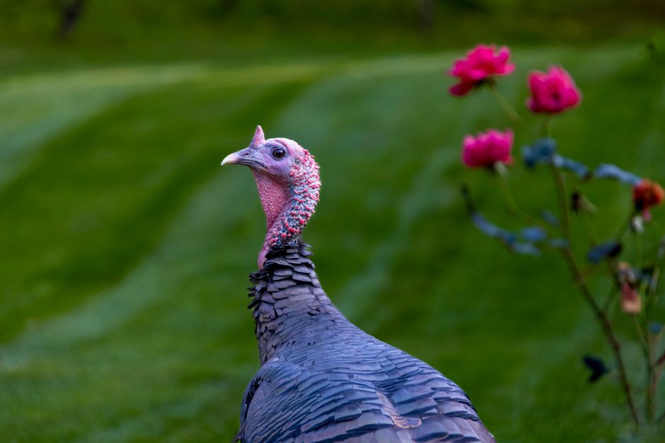A detailed image of a wild turkey standing outdoors in a garden or backyard, with its head and neck prominently in focus. The turkey's head features pinkish skin, a bumpy texture, and a small, pale beak. Its body is covered in dark, layered, slate-gray feathers with a slight shimmer, and the tail feathers are arranged neatly. In the background, there is lush green grass and some blurred pink and blue flowers on the right side, suggesting a garden environment. The lighting is natural, possibly during daylight hours, casting soft shadows on the turkey's body. This scene captures the bird in a natural setting, useful for illustrating wildlife or rural outdoor environments connected to house removals or the transport of household items in a countryside or garden setting, which could be relevant to [PAGE_TITLE] of [COMPANY_NAME] in Southborough.