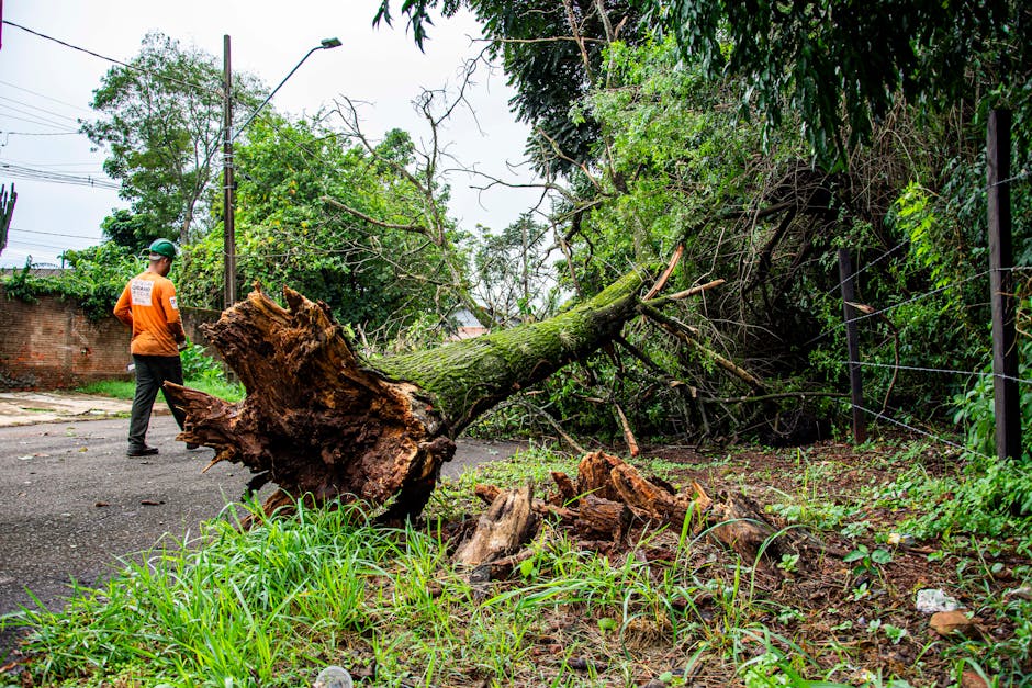 A fallen tree with a large, uprooted trunk and broken branches lies across a paved road, partially blocking the street. The tree's roots and base are exposed and resting on the ground; the trunk extends diagonally toward a dense, leafy fence on the right side of the image. To the left, a man wearing an orange high-visibility vest and a safety helmet observes the debris while standing near the tree, possibly involved in clearing or assessing the situation. The area is outdoors during daytime, with overcast skies and surrounding greenery, including trees, bushes, and grass along the roadside. Visible utility poles and wires run overhead, along with a brick wall in the background. This scene depicts the aftermath of a storm or fall, illustrating the need for professional removal services to clear obstructed pathways and manage home or property damage, aligning with house removals and emergency response services provided by Man with Van Southborough.