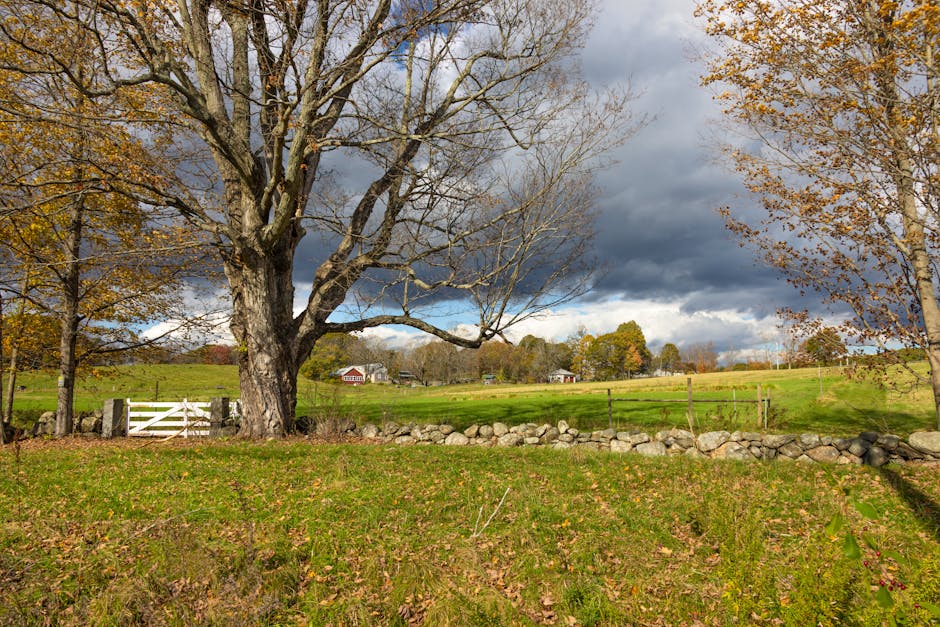 Photograph of a rural landscape showing a large, leafless tree on the left side with a sturdy trunk and sprawling branches, near a white wooden gate that is closed. Behind the tree, a stone wall runs horizontally across the scene. The foreground features a grassy area with fallen autumn leaves, while in the midground, there are a few smaller trees with some remaining leaves in shades of orange and brown. Further back, a broad, open field with green grass extends towards several small houses or farm buildings scattered across the horizon. The sky above is largely cloudy with dark, ominous storm clouds, contrasted by a patch of blue sky peeking through. This scene is consistent with a daytime home relocation or furniture transport process taking place outdoors, possibly during the packing or loading stage, with the natural environment serving as a backdrop for moving services provided by Man with Van Southborough, specializing in removals and moving logistics.