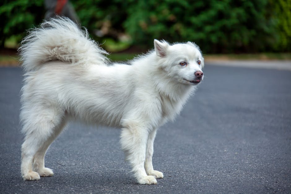 A fluffy white dog with a thick coat, pointed ears, and a bushy tail stands on a paved road with greenery and bushes in the background. The dog is looking to the right with a relaxed expression, and its fur appears well-maintained. The environment is outdoors during daylight, with natural lighting illuminating the scene. This image may relate to house removals and moving services by illustrating the importance of pet safety and comfort during home relocation. Occasionally, Man with Van Southborough involves transporting household items alongside pet considerations during furniture transport and packing and moving processes.