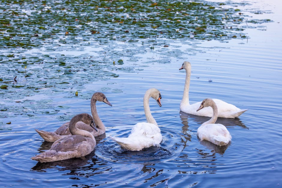 Four swans are swimming on a calm body of water, with three of them being juvenile swans with light grey or brownish plumage and one adult swan with white feathers. The adult swan is positioned slightly to the right, facing left, while the juvenile swans are dispersed around it, some with heads bowed and others with heads held higher. The water's surface reflects the sky, with patches of floating lily pads and subtle ripples created by the swans' movement. In the background, the water extends towards the horizon, with no visible shoreline or other objects. This scene captures the natural environment of the swans and their peaceful aquatic habitat, with natural lighting highlighting the different feather colors and textures. The image emphasizes the serenity of the swans' swimming behavior within their natural setting.